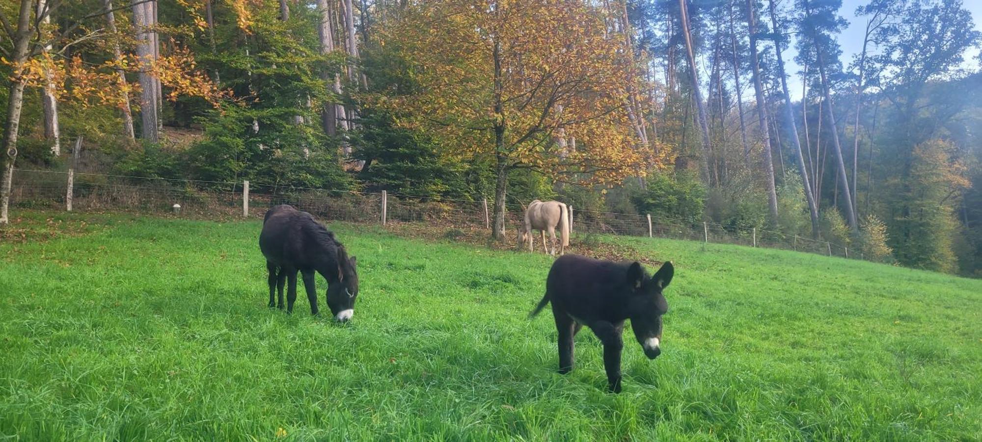 L'Echappee Verte - Gite Equestre 5 Pers Soucht Exteriér fotografie