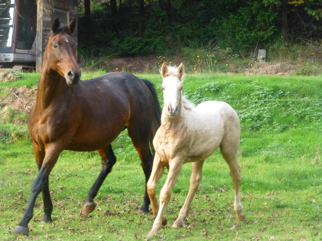 L'Echappee Verte - Gite Equestre 5 Pers Soucht Exteriér fotografie
