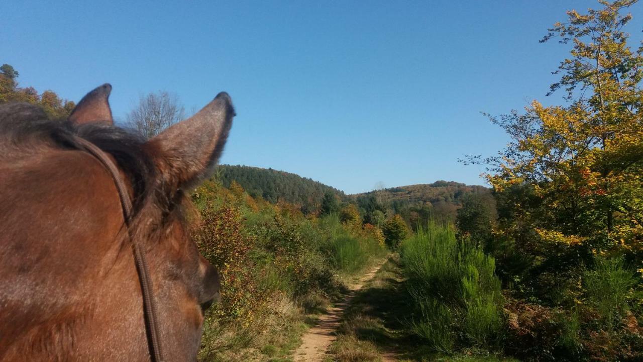 L'Echappee Verte - Gite Equestre 5 Pers Soucht Exteriér fotografie